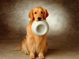 2个月幼犬零食：如何为你的小狗狗选择合适的零食