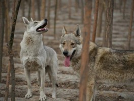 狗狗吃猪肝：利弊分析与喂养建议