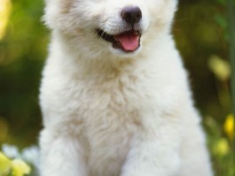 土狗一个月：新生幼犬的养护指南