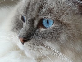 猫咪的眼睛看到的世界