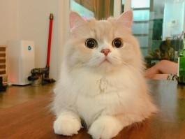 猫咪咳嗽怎么办：找出原因与解决方法