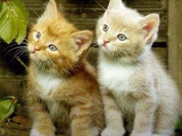猫吃飞蛾什么原因？揭秘猫咪捕食飞蛾的行为