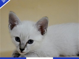猫咪膀胱结晶：原因、症状与治疗全解析