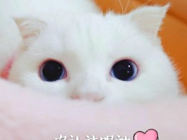 小猫咪叫什么名字：探索猫咪命名的小秘密
