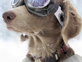 3个月比熊一顿吃多少粒：科学喂养比熊犬指南