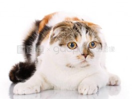 天冷了猫咪：如何为爱猫保暖过冬