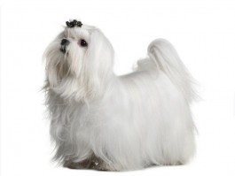 阿拉斯加犬4个月大：成长要点与护理指南
