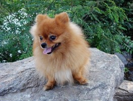 泰迪奶糕吃到几个月？解析泰迪幼犬饮食指南