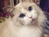 最贵的猫咪：揭秘天价宠物猫背后的故事