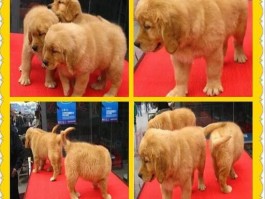 带猫咪坐车：安全与舒适指南