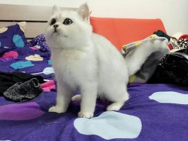 狗狗抢救：紧急情况下的生命守护