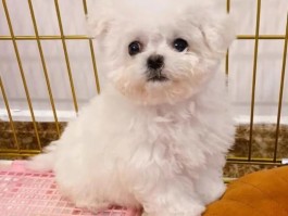 标题：两个月大的小奶猫——养护指南与常见问题解析