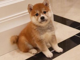 狗狗关厕所：了解背后的原因与解决方法