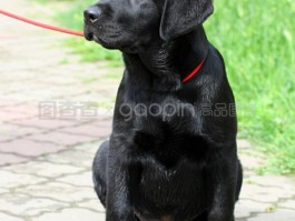 萨摩三个月吃多少狗粮：幼犬喂养指南