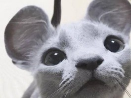 标题：狗狗竞赛：激发宠物的无限潜能