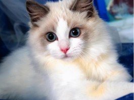猫咪乳头红肿：原因、症状与应对措施