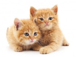 猫咪舌头发紫：原因与应对策略