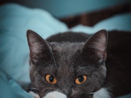 猫咪吐黄沫：原因与应对措施