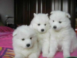 秋田犬4个月体重：了解成长过程中的关键指标