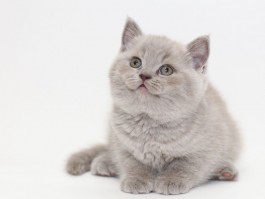 猫咪吃土霉素：了解其作用与注意事项