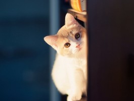 狗狗怀孕几个月生：了解犬类妊娠周期