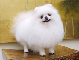 狗狗不洗澡：原因与解决方案