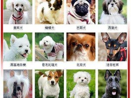 两个月的狗可以剃毛吗？揭开幼犬剃毛真相
