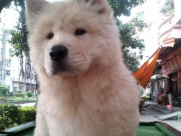 猫咪的狼趾：了解这一特殊结构的重要性