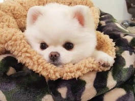 4个月博美犬大全：成长指南与护理秘诀