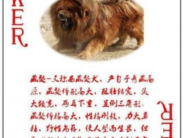 京巴狗两个月大的：健康成长指南
