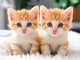 猫咪咕噜噜什么情况？揭秘猫咪咕噜噜的原因与应对方法