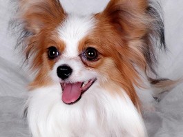 三个月的狗能吃鸡蛋吗？——幼犬饮食指南