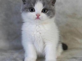 一个月大的猫吃什么：营养饮食指南