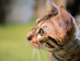 猫咪肾结石什么症状
