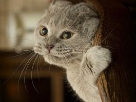 猫几个月可以生育：了解猫咪的生育周期与注意事项
