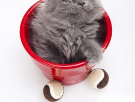 如何知道猫咪怀孕 - 宠物医生的专业指南