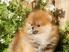 猫咪麻醉药：安全用药指南与注意事项