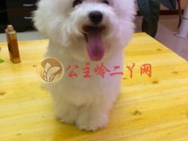 狗狗会吃什么：全方位解析狗狗饮食指南