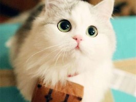 带着猫咪自驾：宠物旅行全攻略