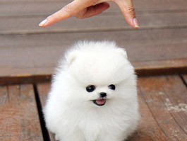 两个月傅美犬：健康成长的关键阶段