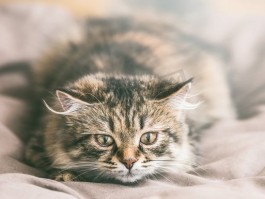 猫咪价格图：揭秘不同品种猫咪的市场价位