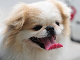 泰迪十个月就懂事了：揭秘宠物智能与成长