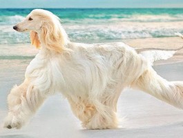 仓鼠一个月喝多少水？科学喂养指南