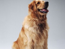 两个月大的拉布拉多犬呕吐原因及应对措施