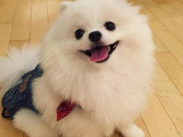 狗狗寄存一天多少钱？揭秘宠物寄存价格与服务