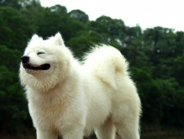 3个月博美多大？了解3个月大博美犬的成长大小与护理要点