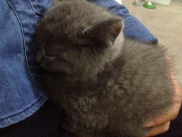 喜欢猫的人什么原因？揭秘爱猫人士的心动瞬间