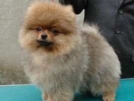 泰迪几个月不用泡狗粮：了解泰迪犬的喂养要点