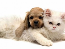 两个月猫流眼屎：原因与应对策略