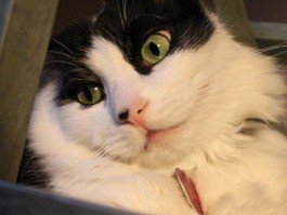 猫咪肚子胀：原因、诊断与治疗方法